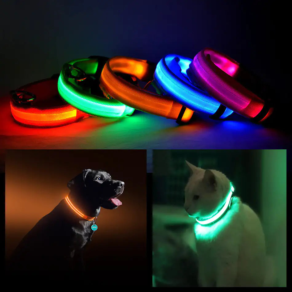 Led dog shops collar pets at home